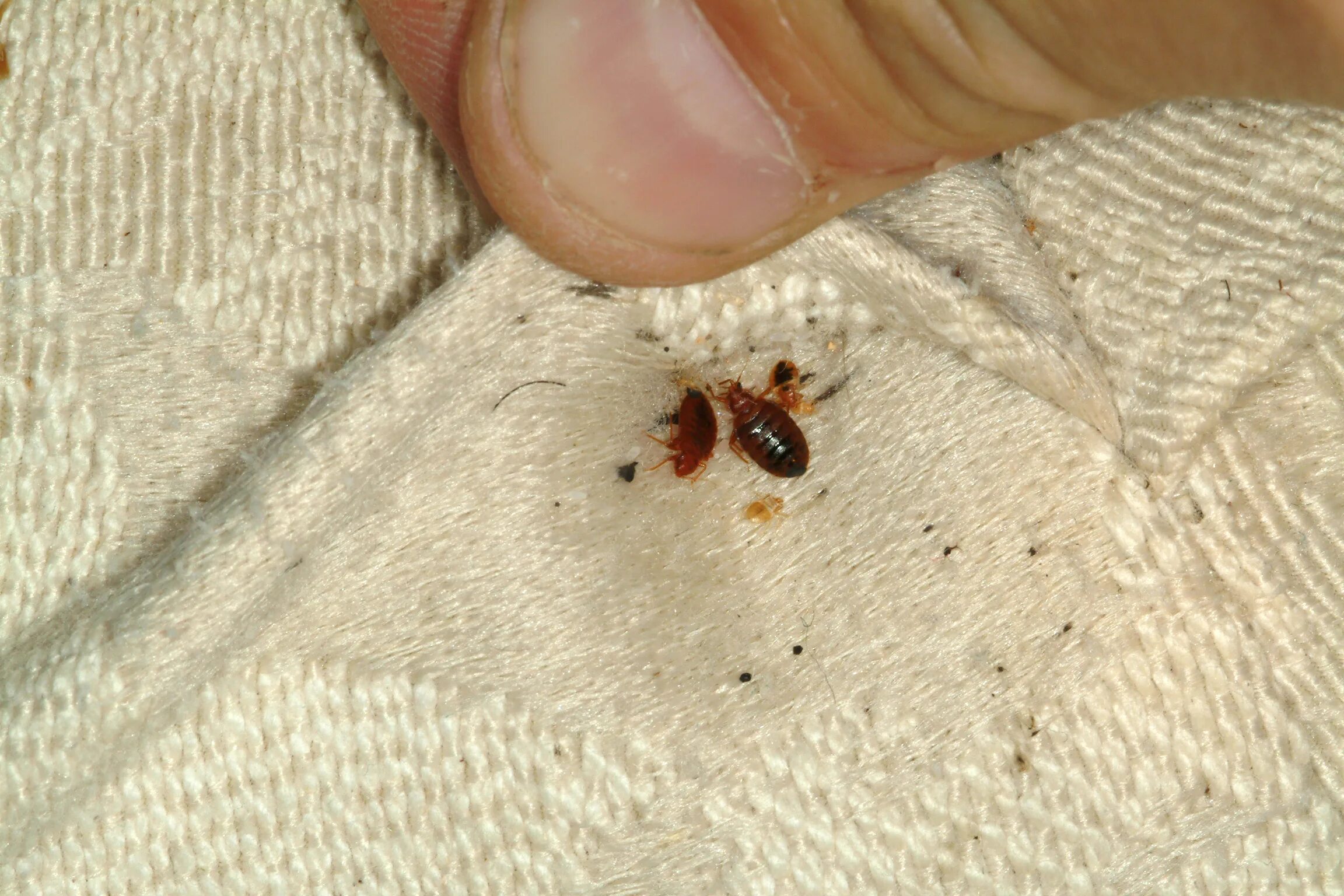 Клещ диванный как выглядит фото UK research: Bed bugs 'bite' the wallet of hotel owners College News