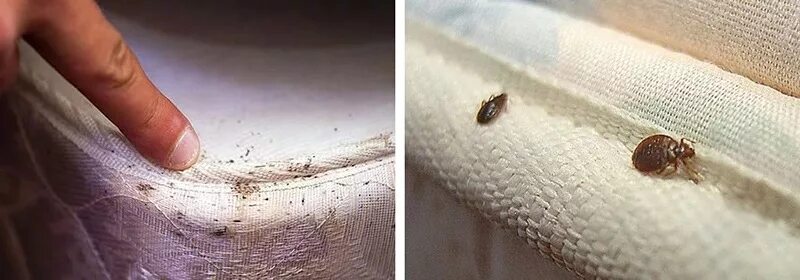 Клещ диванный как выглядит фото Щипаю подушку Автор: H@wk