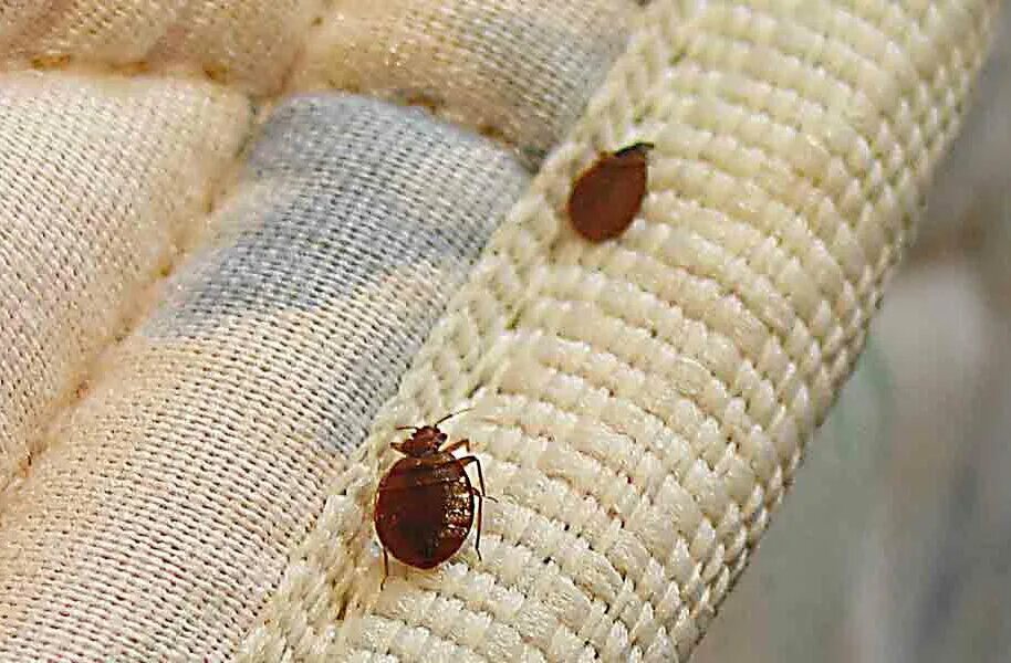Клещ диванный как выглядит фото Как французы переживают самое крупное нашествие клопов в Париже, и почему власти