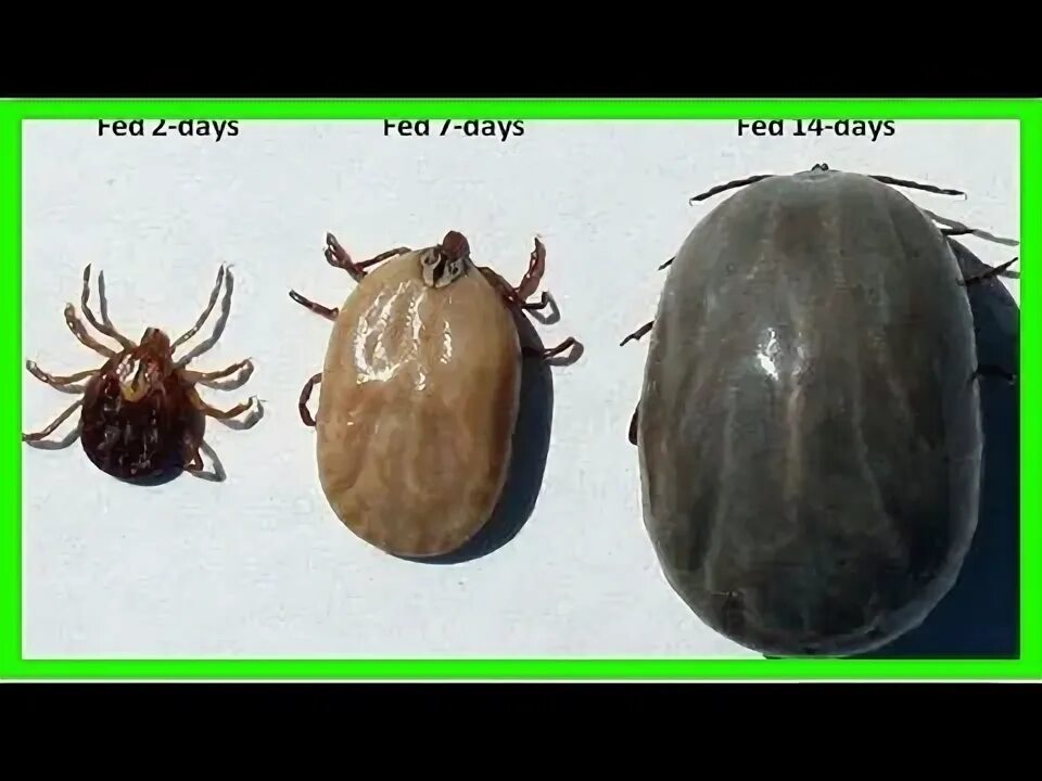 Клещ фото Facts about ticks: everything you need to know for a tick-less life - YouTube