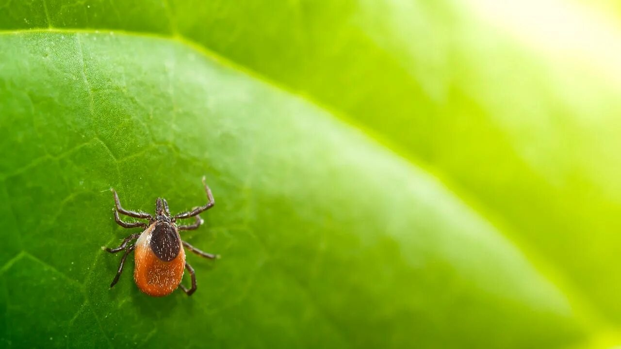 Клещ фото для детей 5-year-old temporarily paralyzed after tick bite makes full recovery Fox News