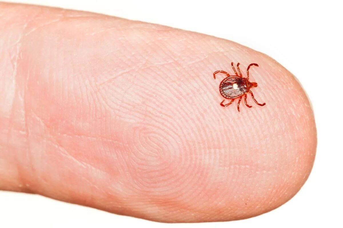 Клещ фото плоский Lone Star Ticks Can Make You Allergic to Red Meat - InsideHook