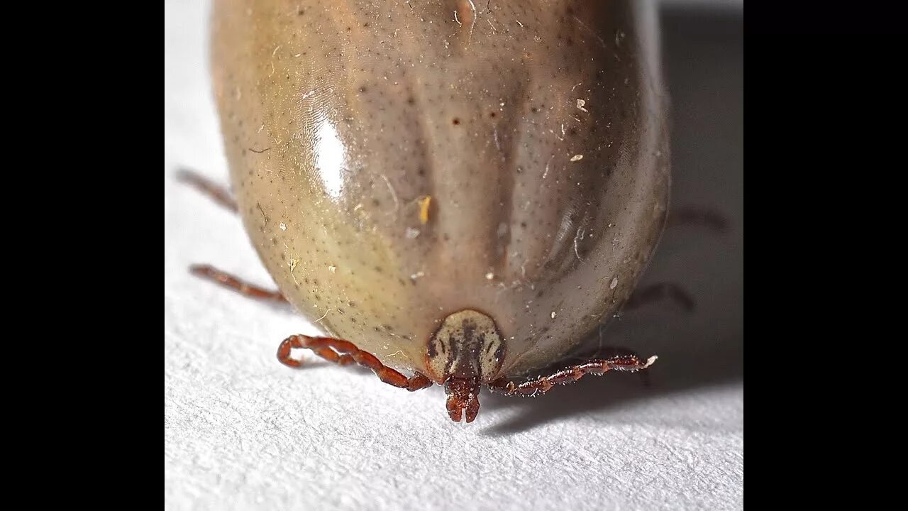 Клещ фото плоский What does a Wood Tick/ American Dog Tick look like - YouTube