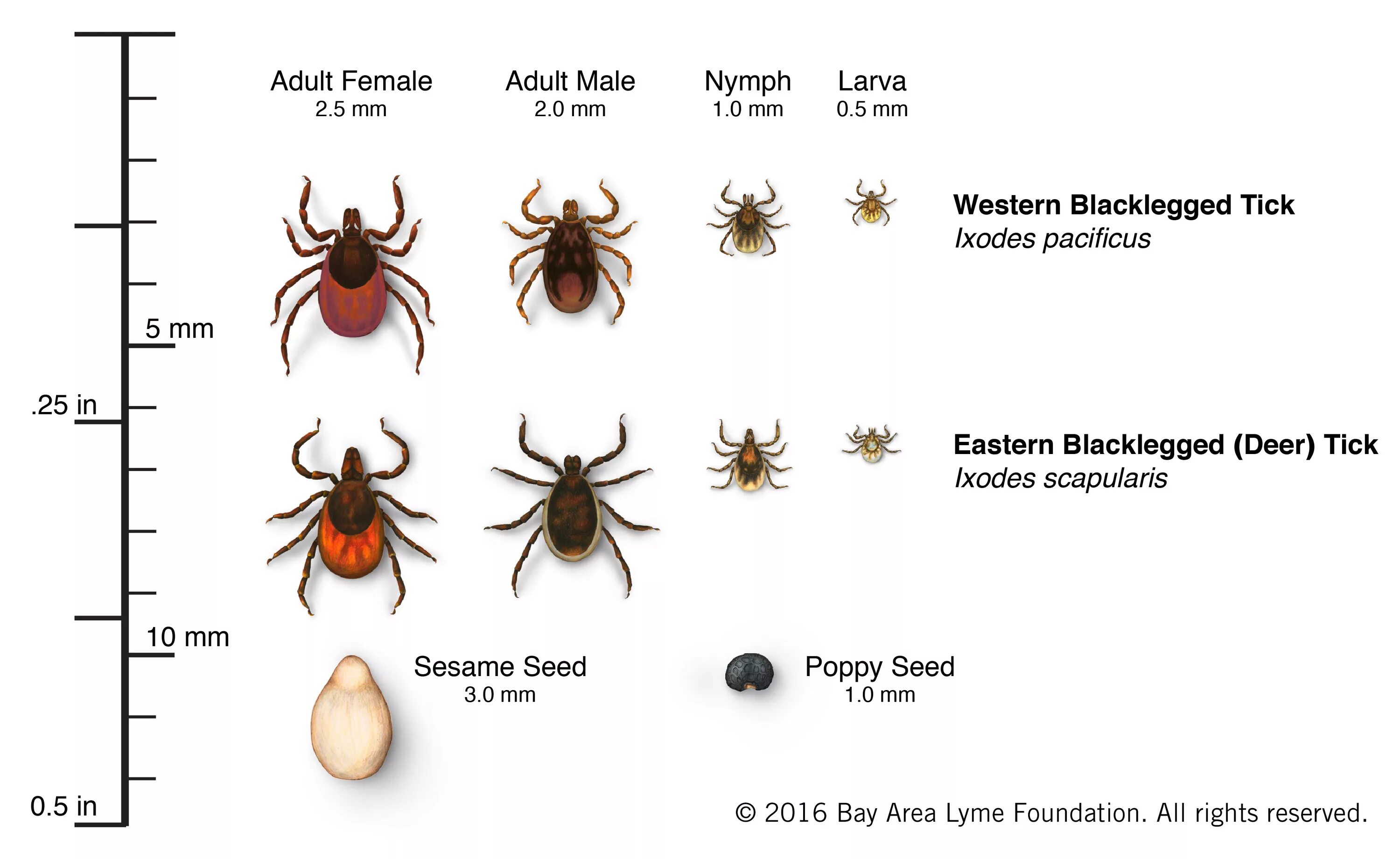 Клещ фото размеры 6 Tips and Tricks so You Can Avoid Ticks Lakehead University