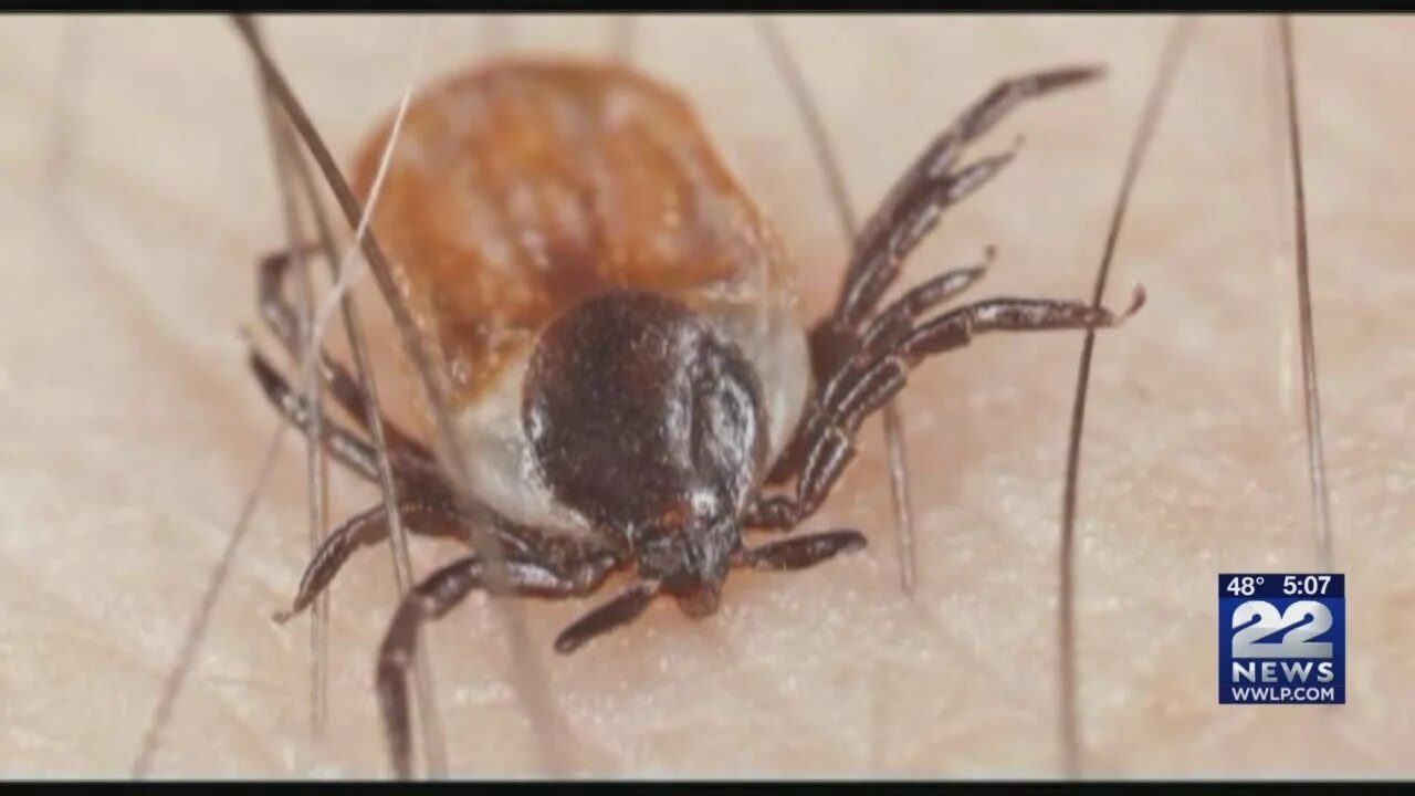 Клещ глаза фото Ticks will be worse than normal this year in Massachusetts, here's how to protec