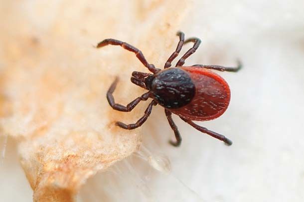 Клещ инфоцолидный как выглядит фото Bay Area has ticks, and Lyme disease - Lyme disease, Lyme, Ticks