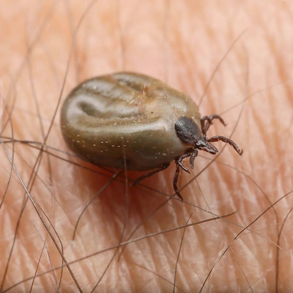 Клещ инфоцолидный как выглядит фото Download Close-Up Shot of a Tick Wallpapers.com