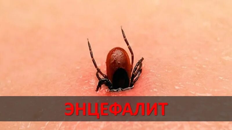 Клещ инфоцолидный как выглядит фото Осторожно! Клещи!" МАОУ "Шыгырданская СОШ № 1