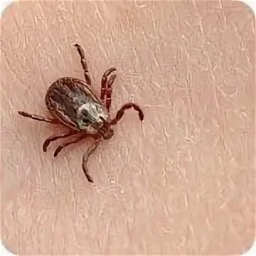 Клещ инфоцолидный как выглядит фото БЕРЕГИТЕСЬ - КЛЕЩИ!