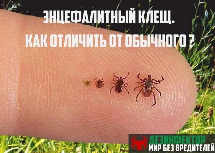 Клещ инфоцолидный как выглядит фото ❓ МОЖНО ЛИ ОТЛИЧИТЬ ОБЫЧНОГО КЛЕЩА ОТ ЭНЦЕФАЛИТНОГО? С наступлением сезона тепла