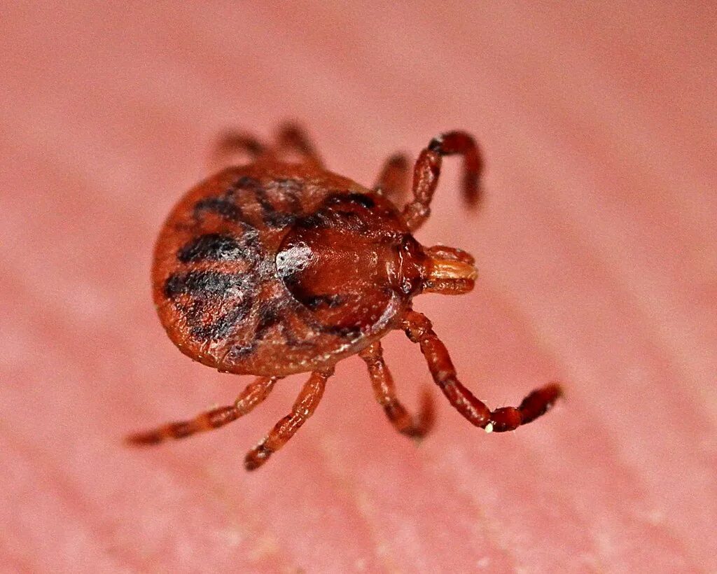 Клещ инфоцолидный как выглядит фото Deer Tick While loading my photos into the computer I noti. Flickr
