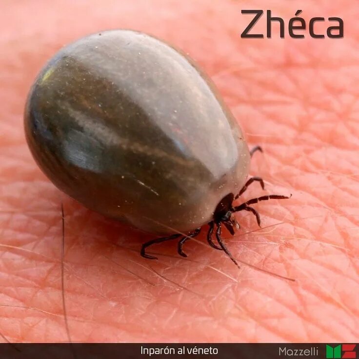 Клещ как выглядит фото крупным #InparónVéneto #Chipilo #Zhéca