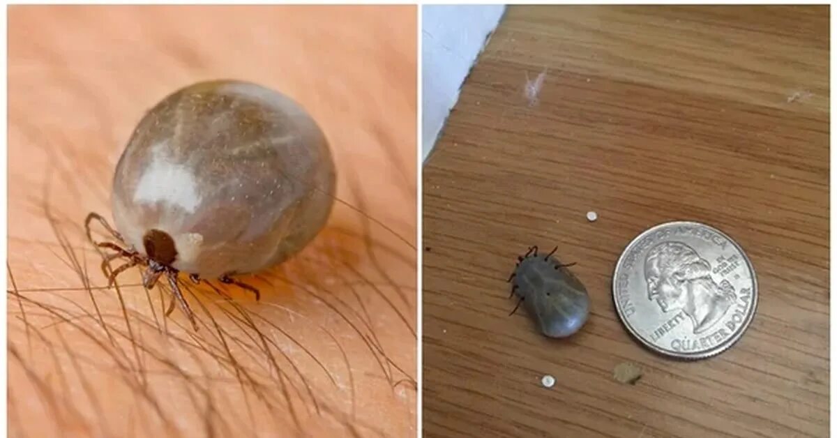 Клещ как выглядит фото крупным Ещё немного о клещах Пикабу
