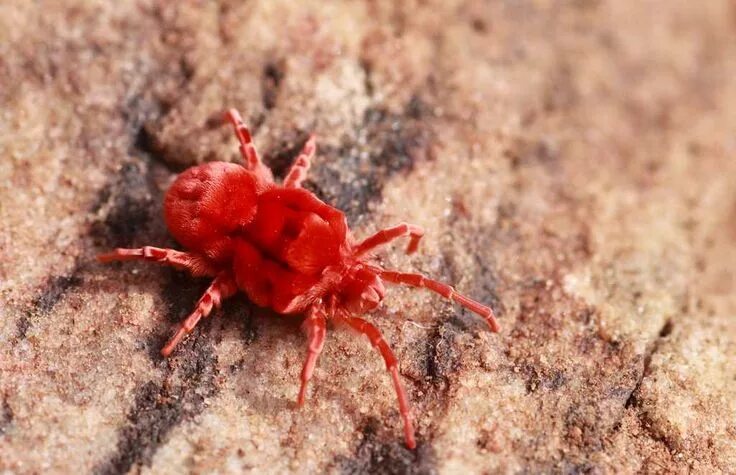 Клещ краснотелка фото Giant Red Velvet Mite. Trombidium grandissimum is the biggest of red velvet mite