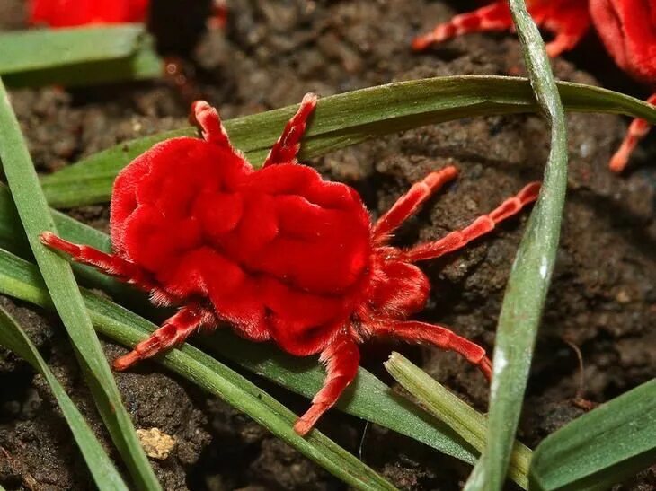 Клещ краснотелка фото Клещ-краснотелка Velvet mite, Velvet mites, Insects