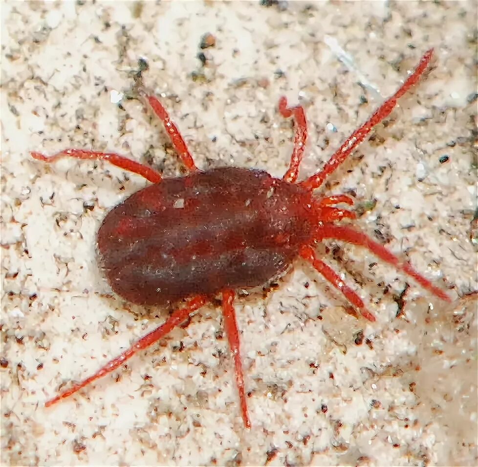 Клещ краснотелка фото Red Mite in Red Wriggler worm culture - Balaustium - BugGuide.Net