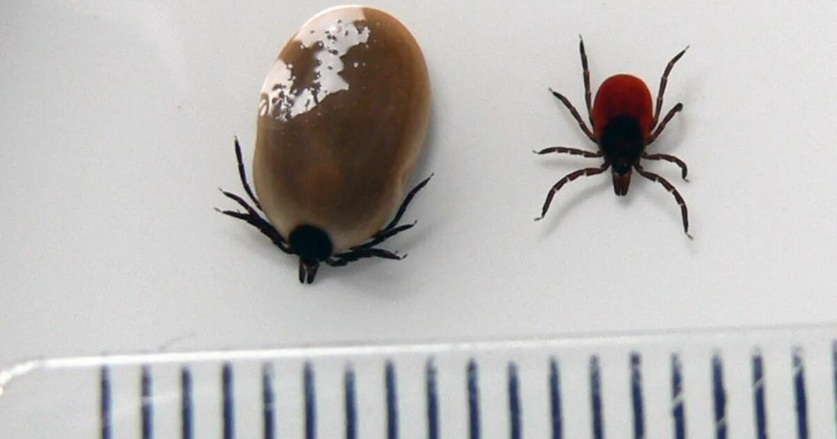 Клещ кровь фото Horror' summer of blood-sucking ticks that can 'cripple and blind you' on its wa