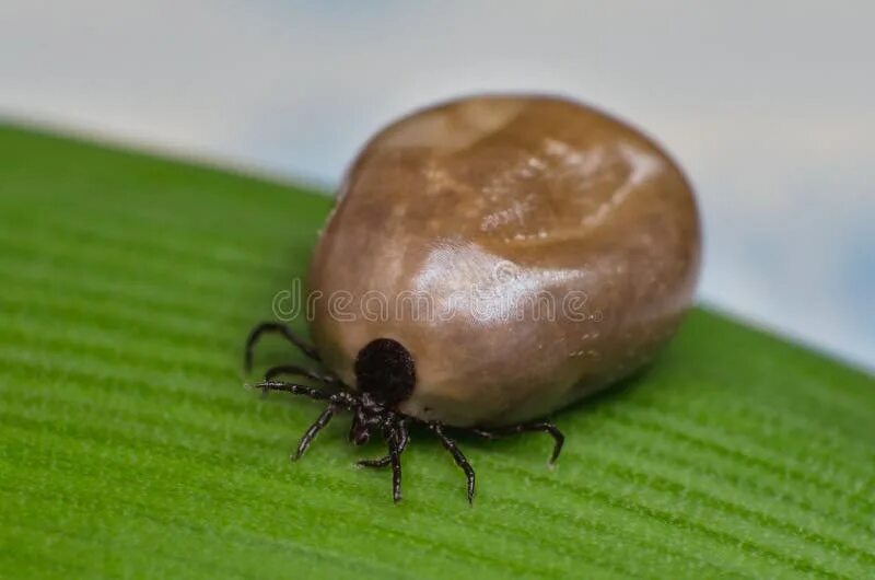 Клещ кровь фото Filled with Blood the Tick Sits on a Green Leaf Stock Photo - Image of danger, f