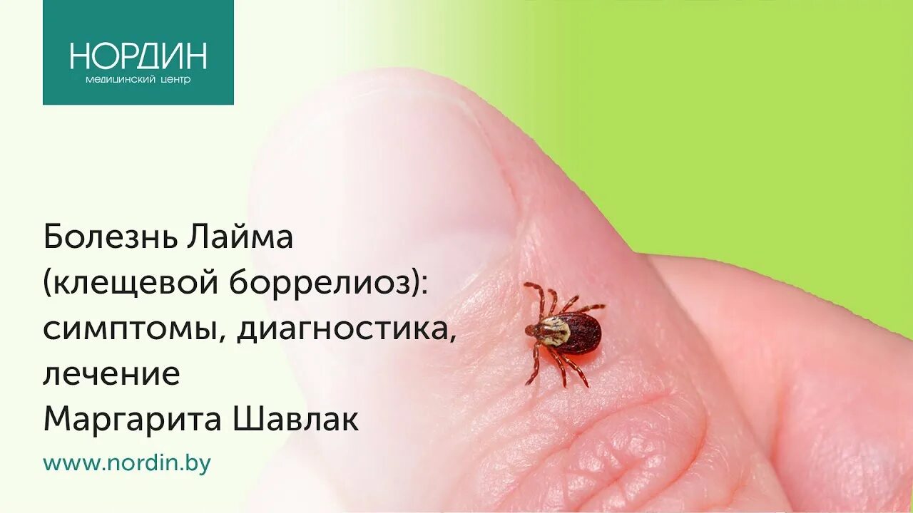 Клещ лайма фото Болезнь Лайма (клещевой боррелиоз): симптомы, диагностика, лечение - YouTube