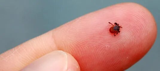 Клещ маленький фото За последнюю неделю от клещей пострадали 768 жителей Ленинградской области. Об э