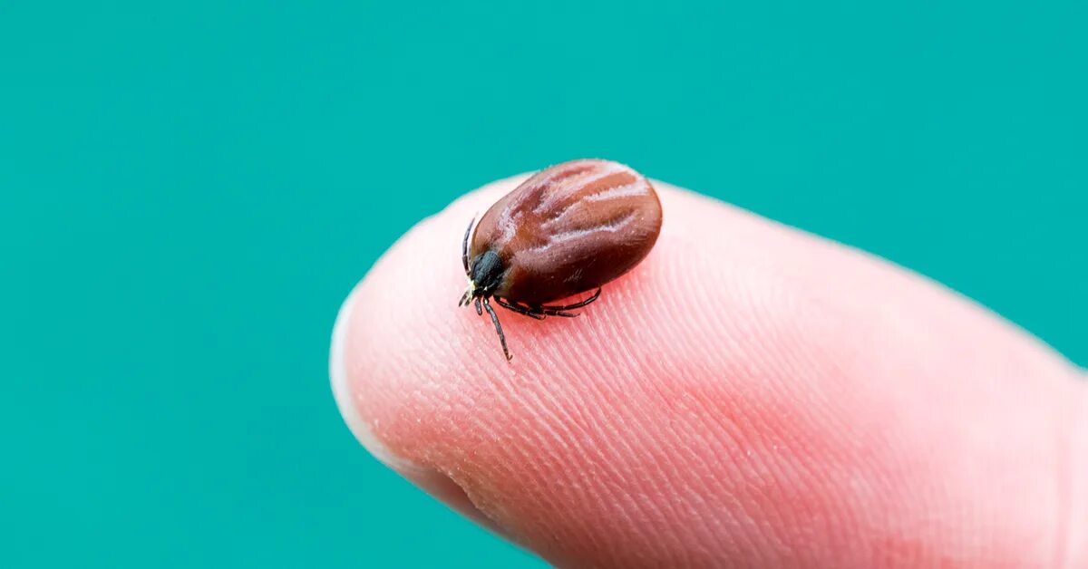 Клещ маленький фото Why Lyme disease can be so hard to diagnose and treat Medical Lyme disease tick,