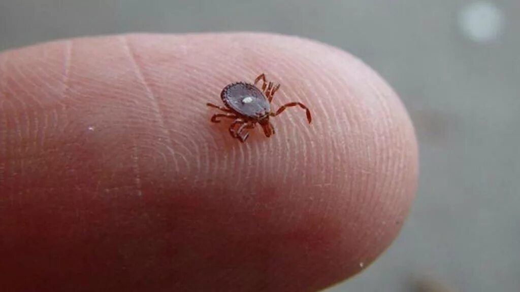 Клещ маленький фото Tick Bite Causes Meat Allergy - Album on Imgur