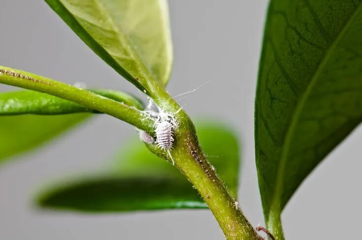 Клещ на бенджамине фото Easy Ways to Eliminate Mealybugs From Indoor Plants Plagas, Fungicidas caseros, 