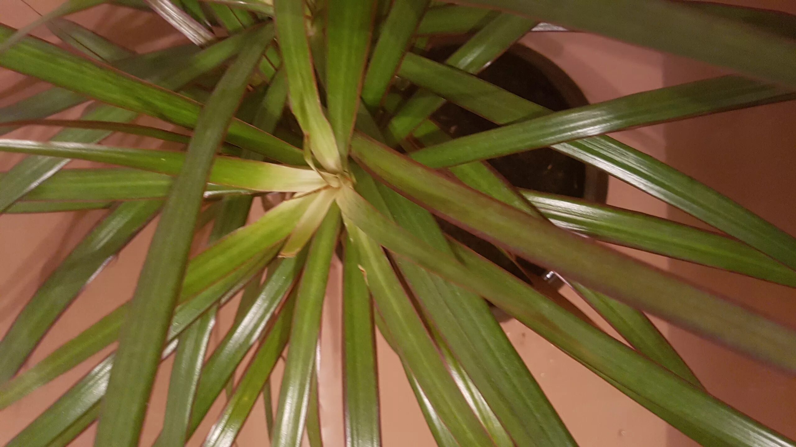 Клещ на драцене фото diagnosis - Dracena Marginata has new leaves growing white - Gardening & Landsca