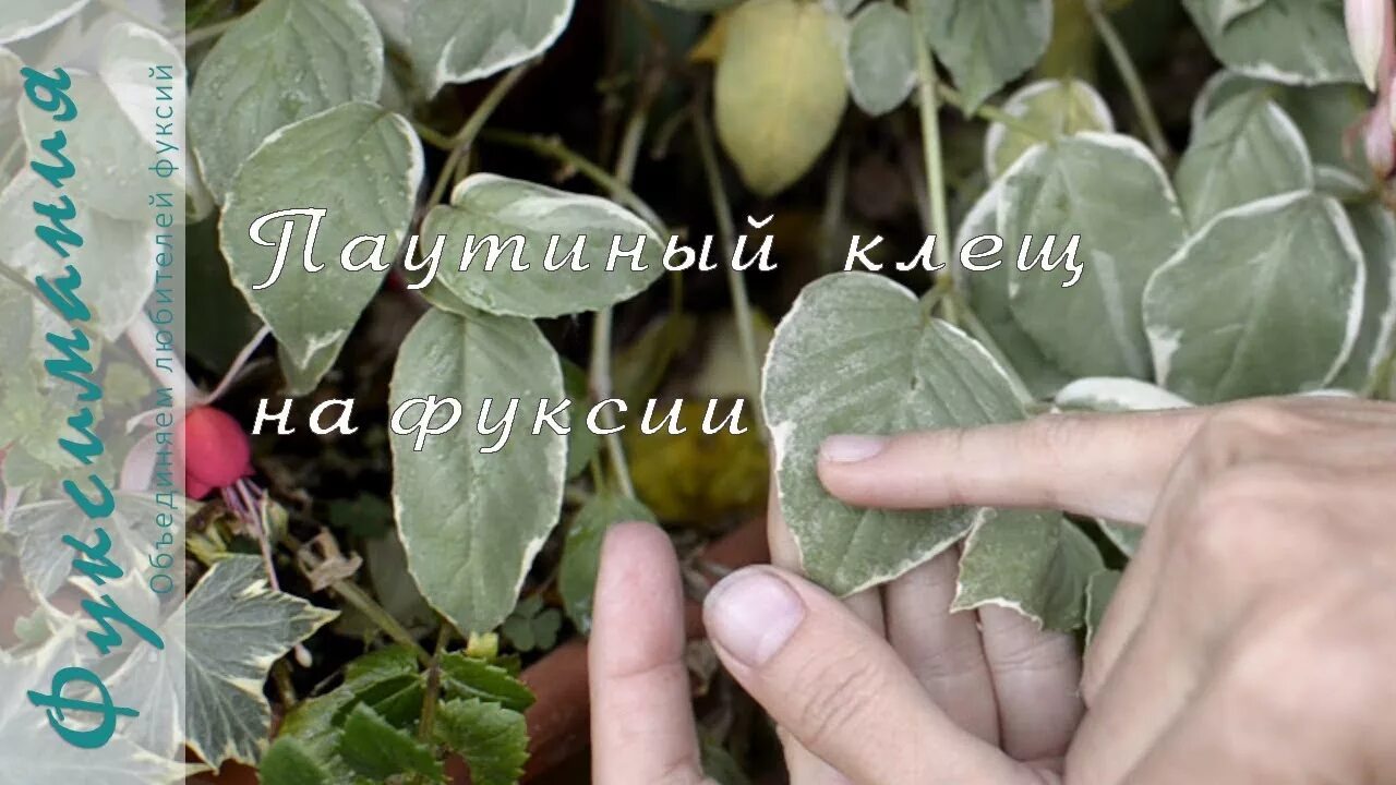 Клещ на фуксии фото Паутинный клещ на фуксии - YouTube