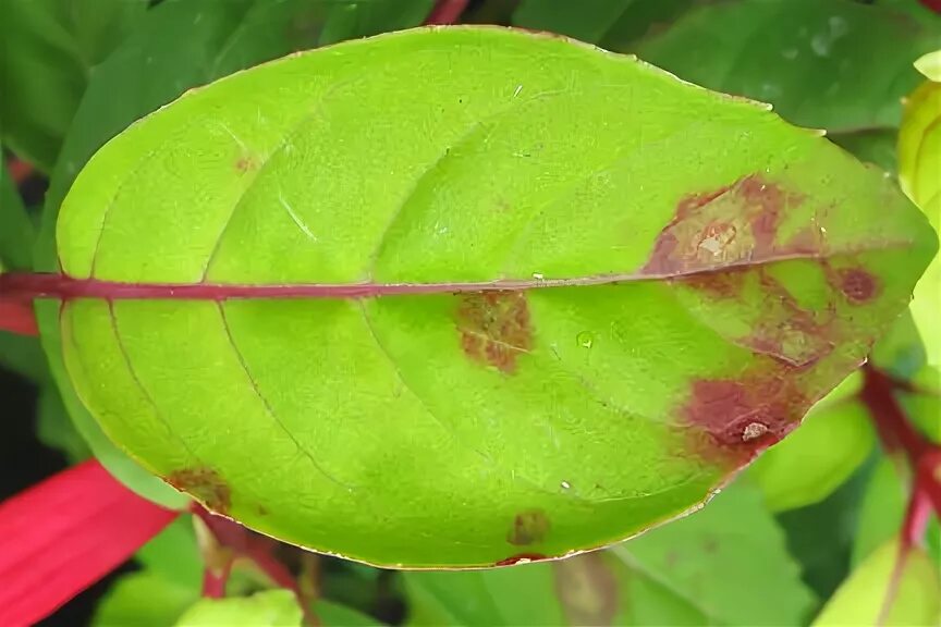 Клещ на фуксии фото Fuchsia rust / RHS Gardening