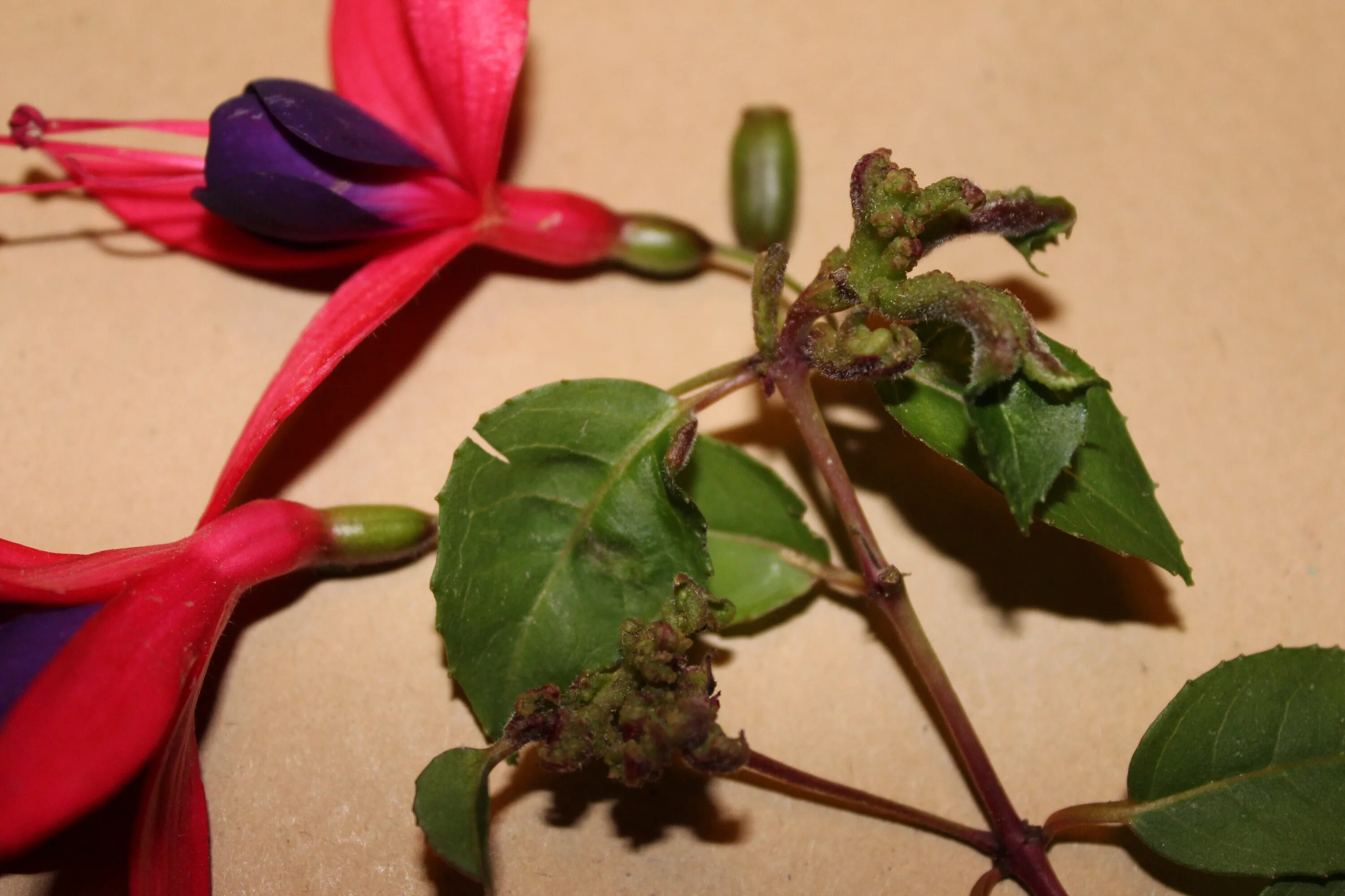 Клещ на фуксии фото File:Aculops fuchsiae 567.JPG - Wikimedia Commons