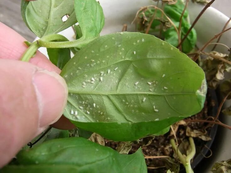 Клещ на фуксии фото How To Get Rid of Whiteflies on Houseplants White flies, Plant pests, Garden pes