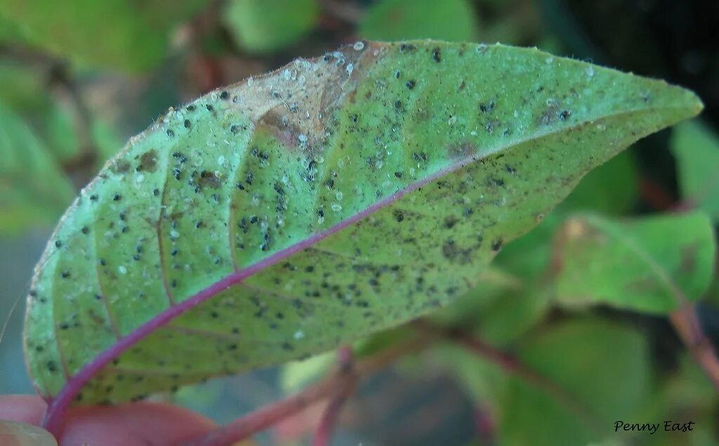 Клещ на фуксии фото Red spider mite symptoms-61 Penny East Flickr