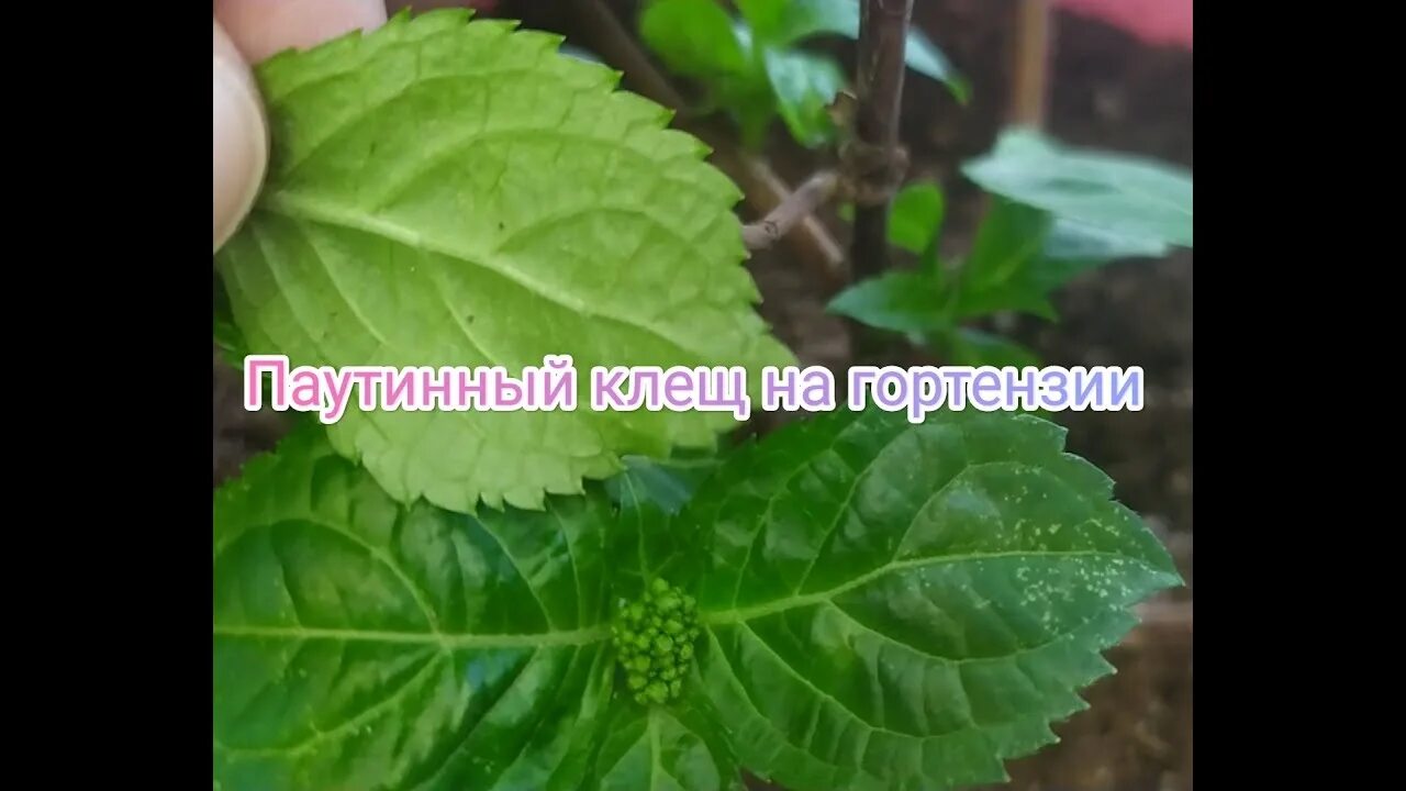 Клещ на гортензии фото и описание Пятна на листьях гортензии. Поражение паутинным клещом гортензии Френ болеро и С