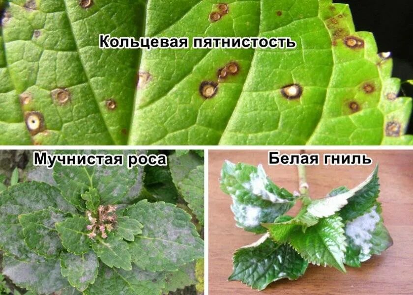 Клещ на гортензии фото и описание Гортензия Мэджикал Мунлайт - описание сорта, посадка и уход