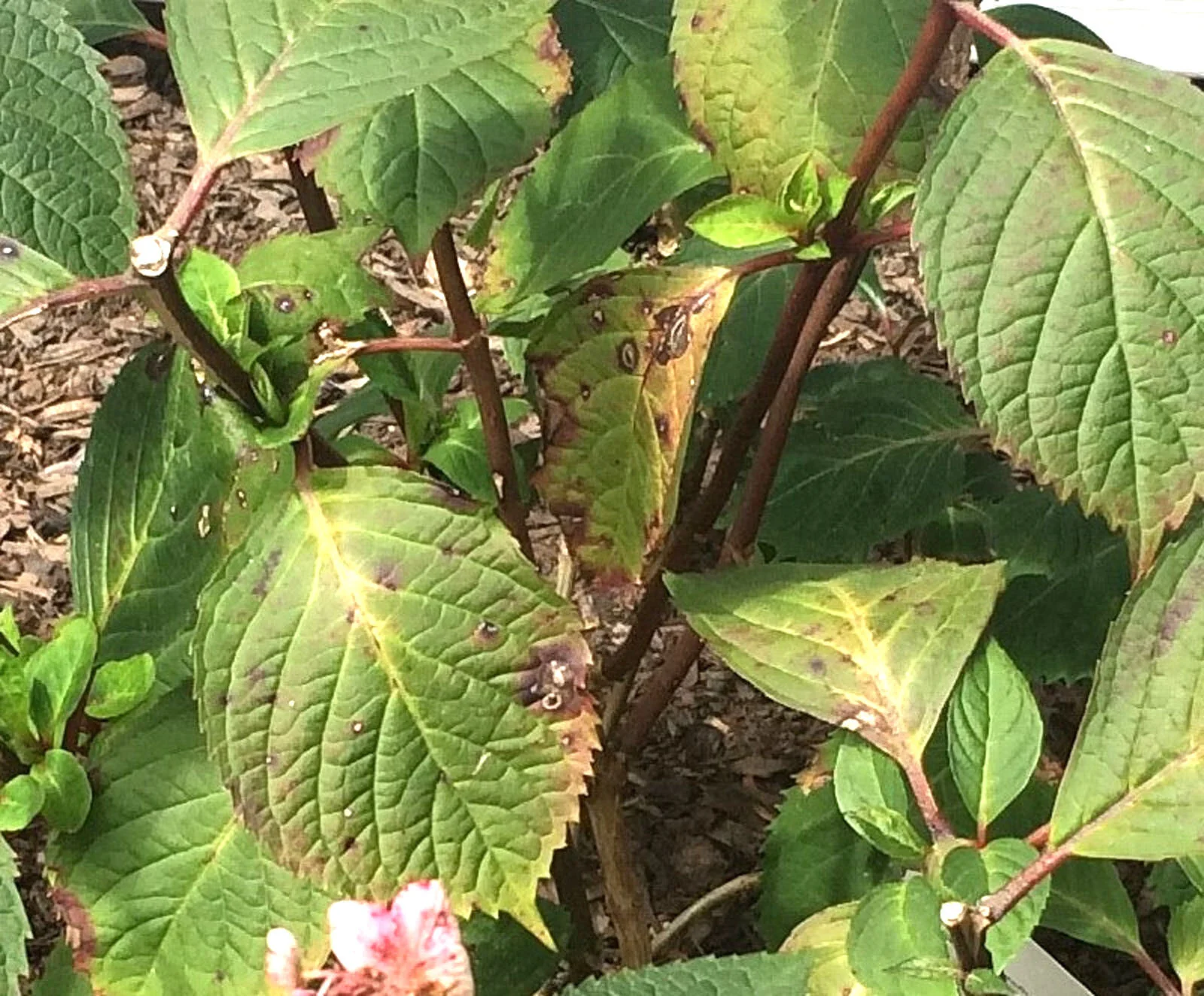 Клещ на гортензии фото и описание Hydrangea Care & Pruning - Seattle's Favorite Garden Store Since 1924 - Swansons