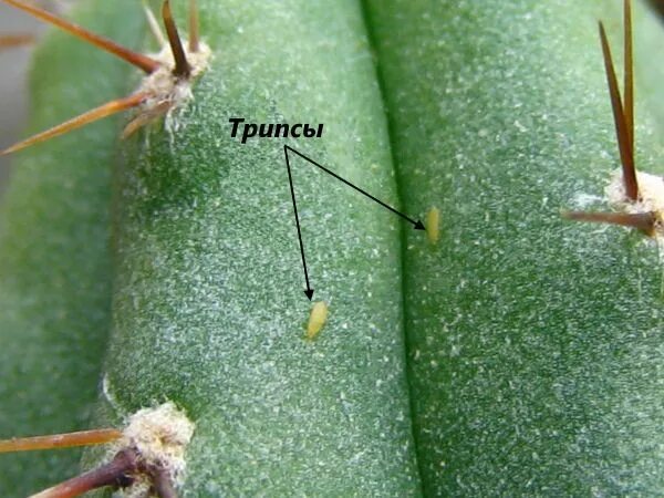 Клещ на кактусе фото Как избавиться от мучнистого червеца на кактусах