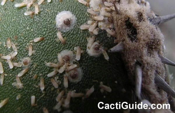 Клещ на кактусе фото Mealies and flat mites and scale -- oh, my! (Updated 6/11/2022) - CactiGuide.com