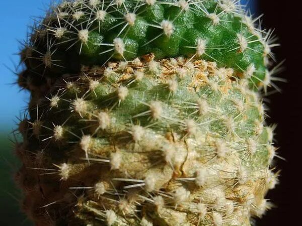 Клещ на кактусе фото ▷ Plagas de las suculentas, cactus, crasas... Cuales son, remedios, etc...* Plag