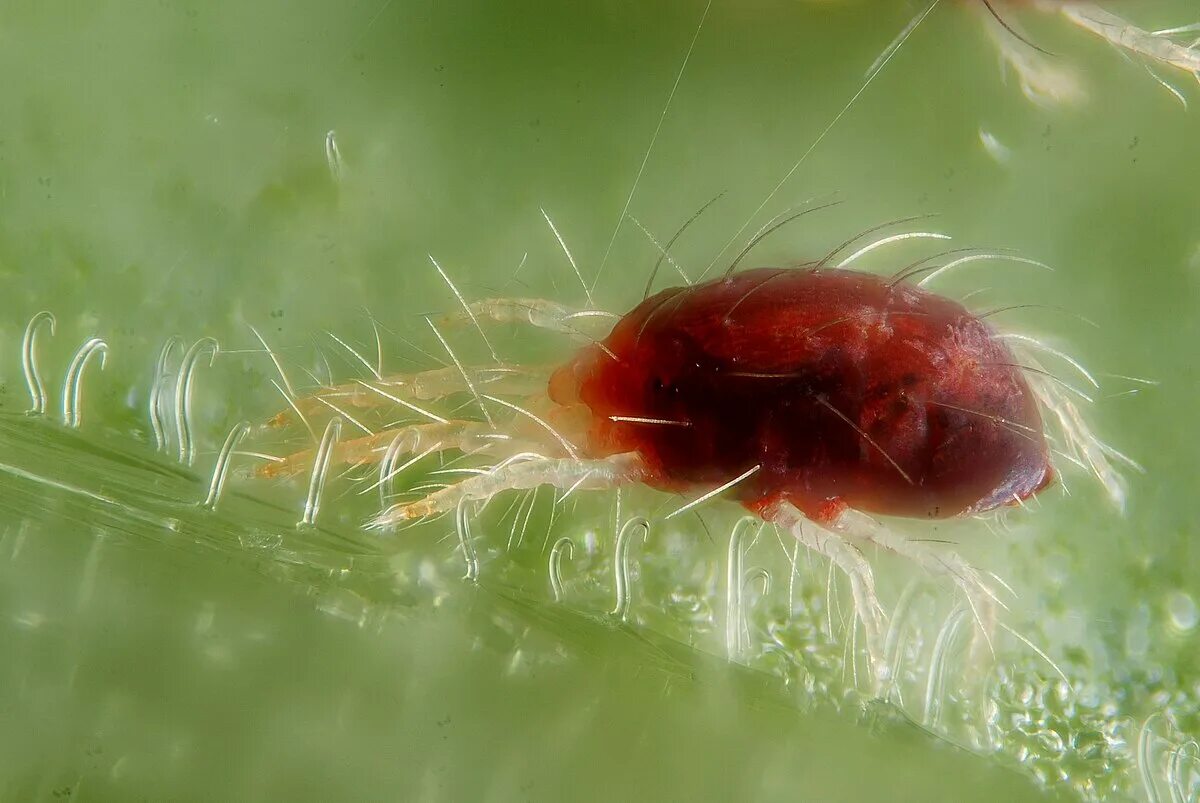 Клещ на калатее фото Tetranychus urticae - Вікіпедыя