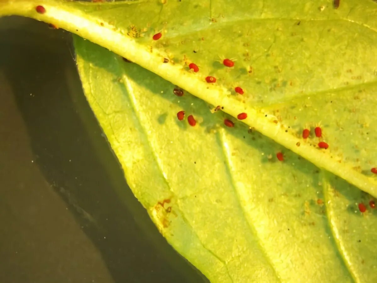 Клещ на калатее фото What is insecticidal soap spraying leaves with mites