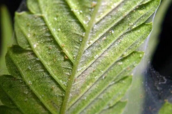 Клещ на калатее фото Kırmızı Örümcek İle Mücadele Spider mites, Garden design, Plant leaves