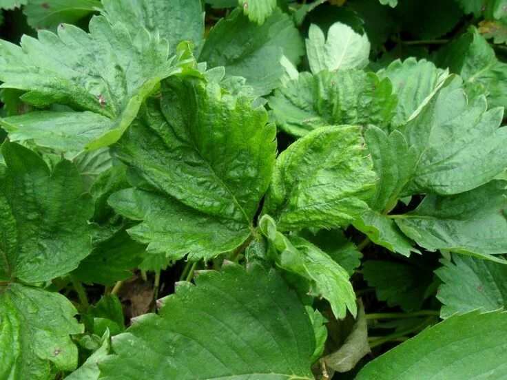 Клещ на клубнике фото и как определить Зеленые листья растения в огороде Plant leaves, Herbs, Leaves