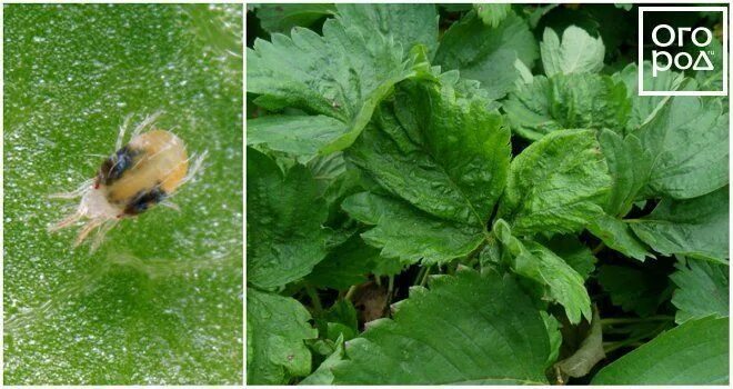 Клещ на клубнике фото и как определить Пин на доске Vegetable garden