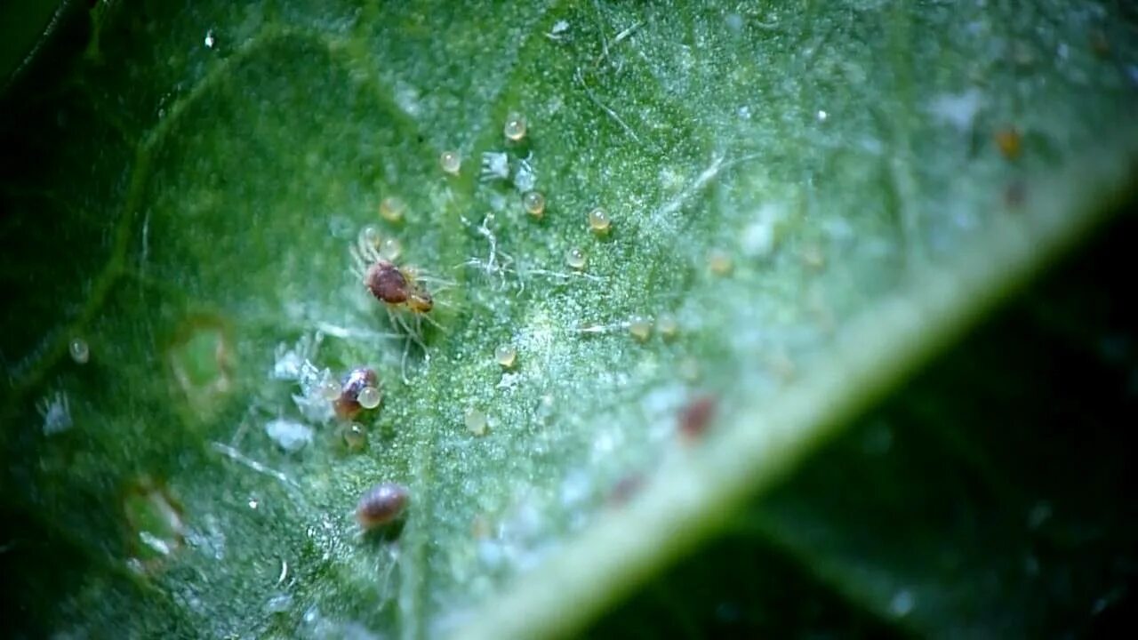 Клещ на комнатных растениях фото Carmine spider mite or Tetranychus cinnabarinus mating 紅 蜘 蛛 交 配 - YouTube