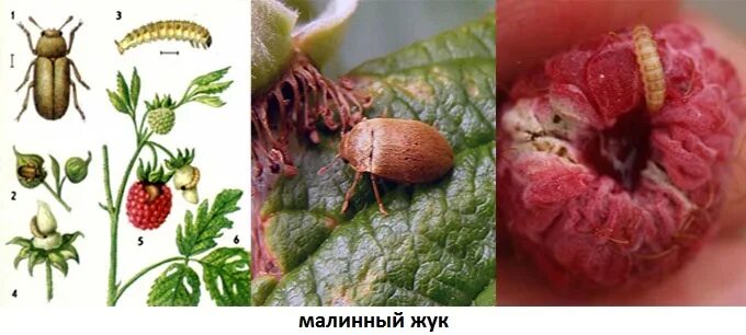 Клещ на малине фото Ответы Mail.ru: Червяк в малине как называеться