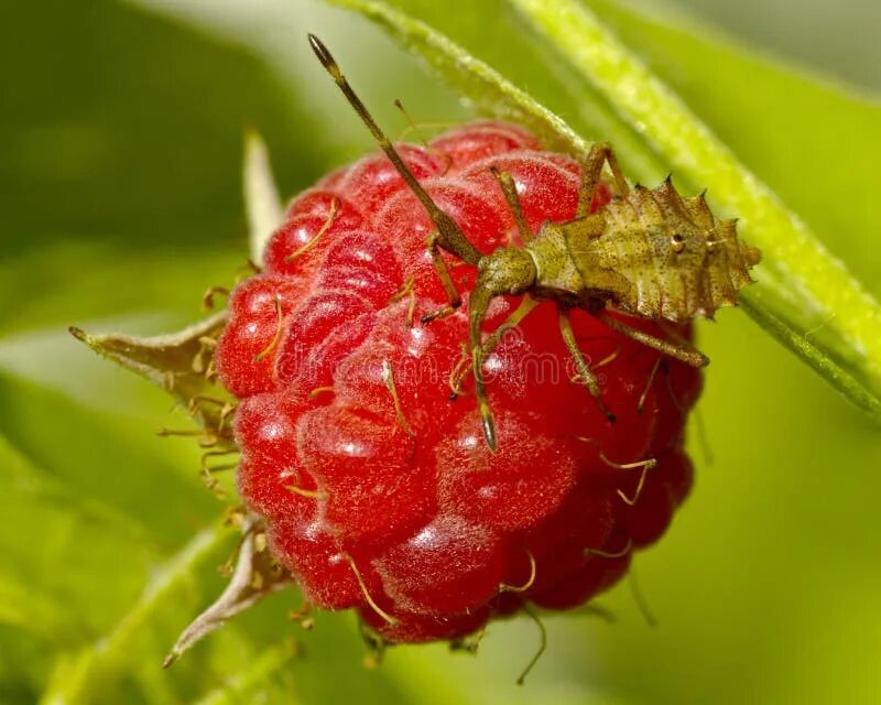 Клещ на малине фото The Bedbug on raspberry stock photo. Image of plant, insect - 12248832