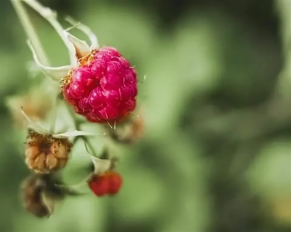 Клещ на малине фото Oasis Black - Red Raspberry Seed Oil has a naturally high SPF Natural sunscreen,