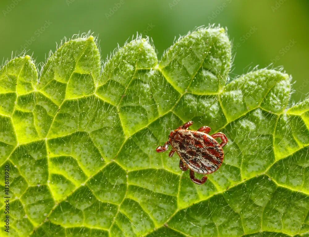 Клещ на малине фото Tick crawling on leaf фотография Stock Adobe Stock