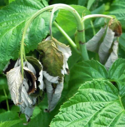 Клещ на малине фото Controlling raspberry cane borers - Fruit & Nuts